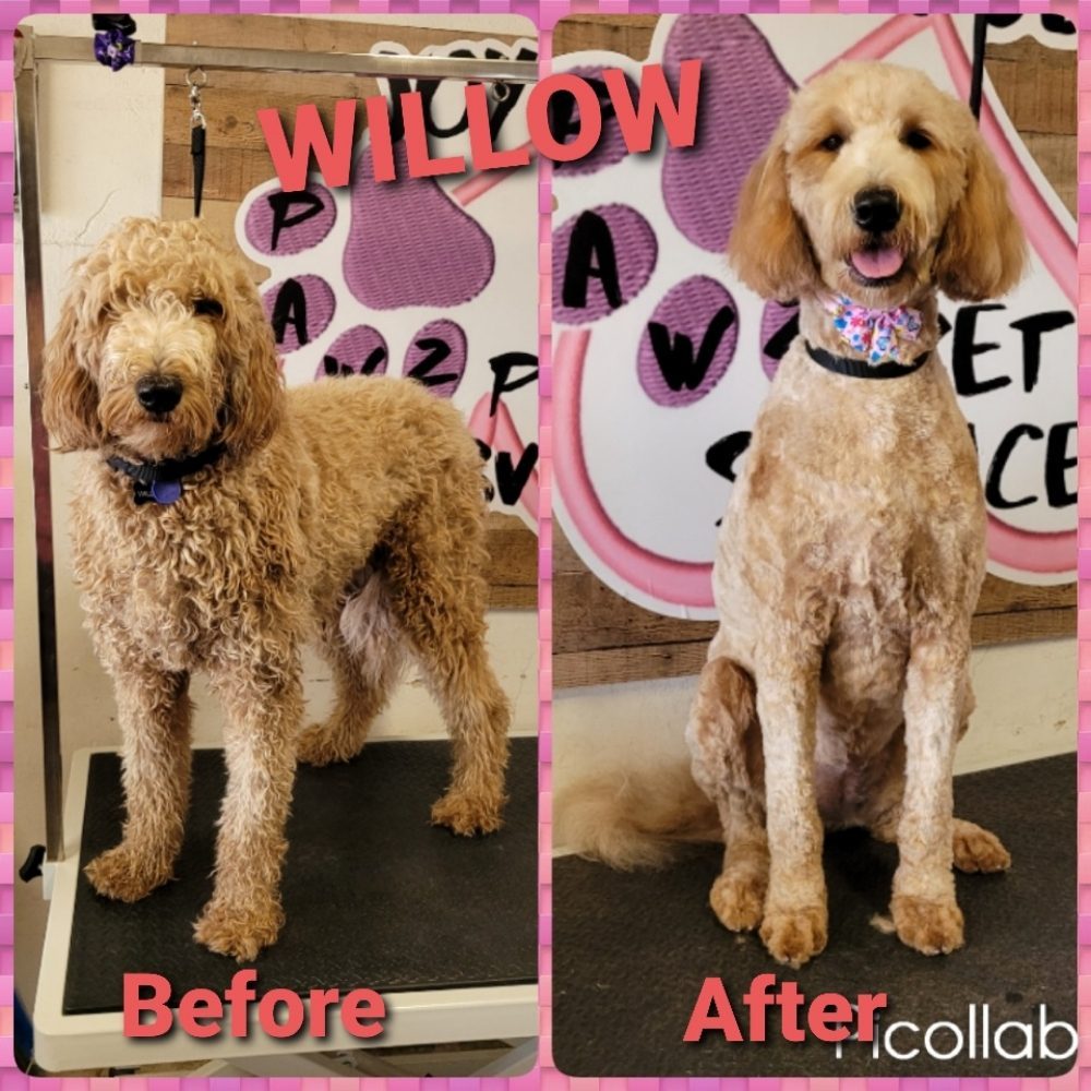 willow goldendoodle before after