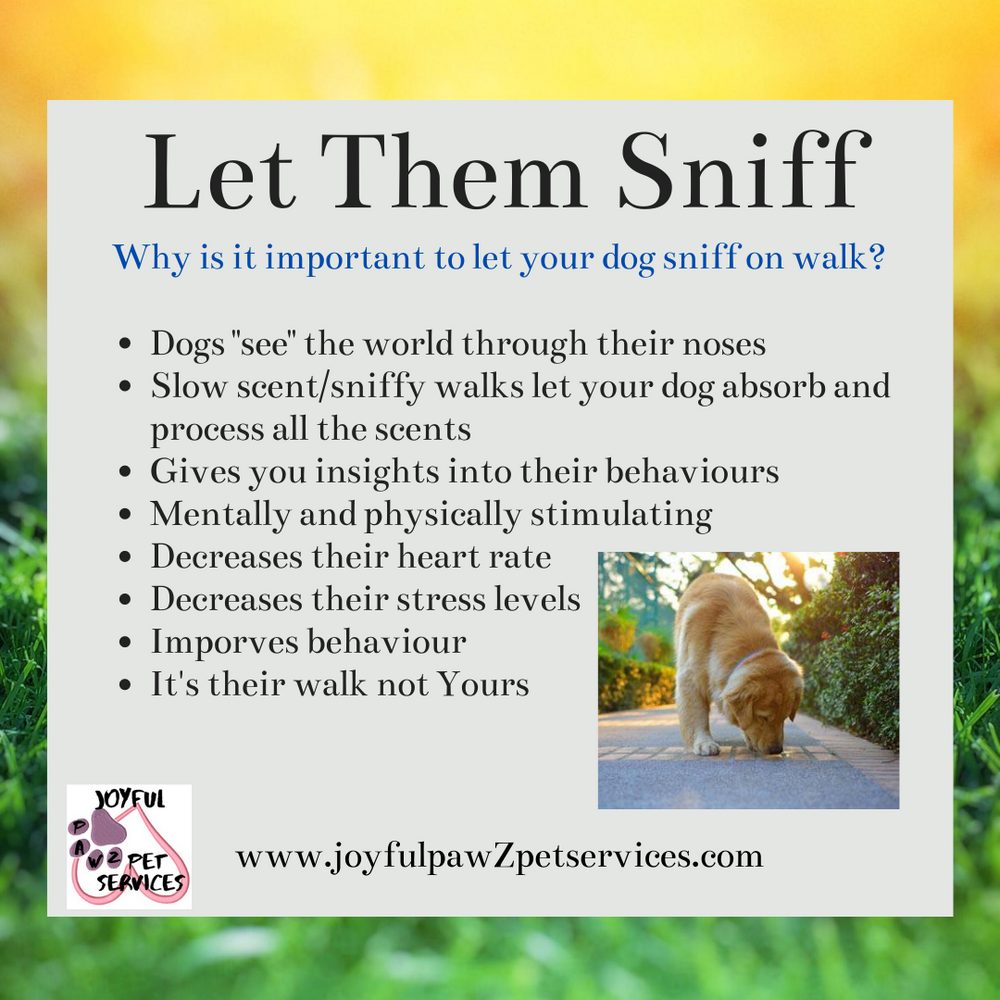 Joyful PawZ pet care tip flyer