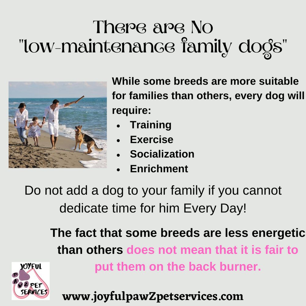 Joyful PawZ pet care tip flyer