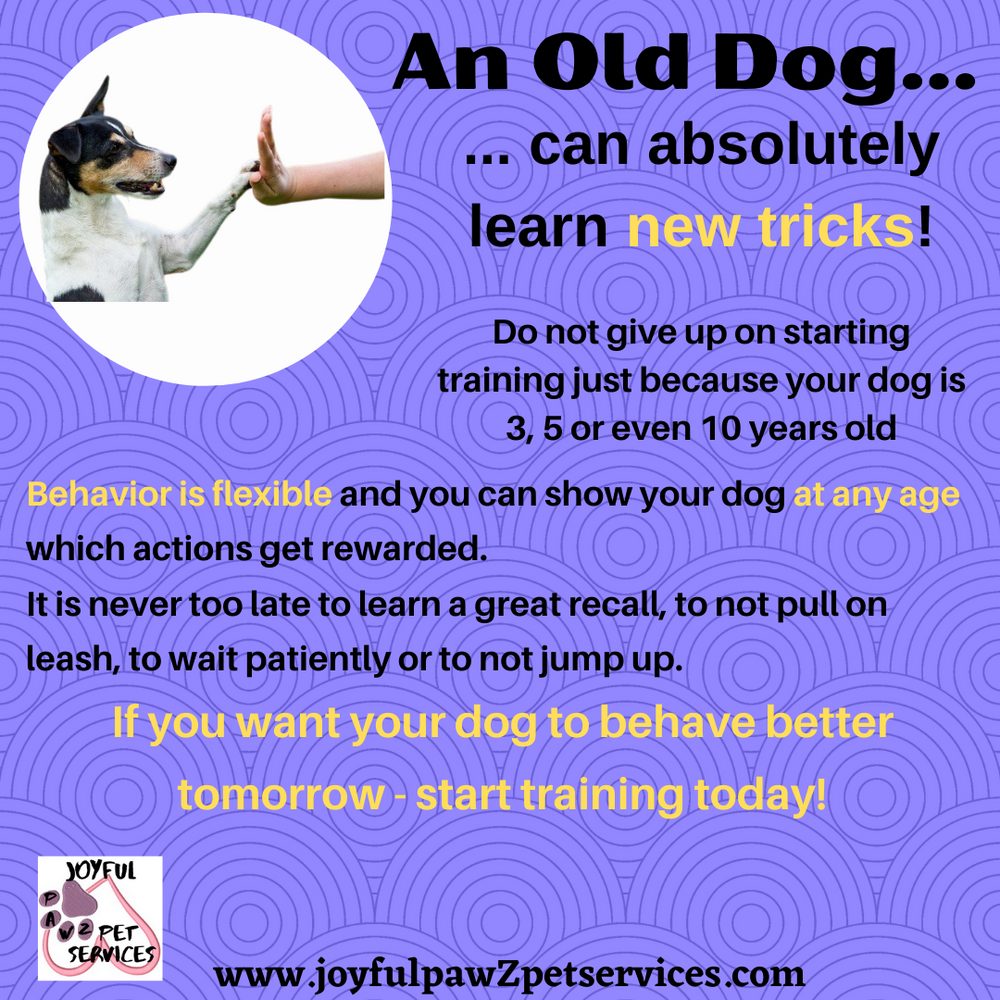 Joyful PawZ pet care tip flyer