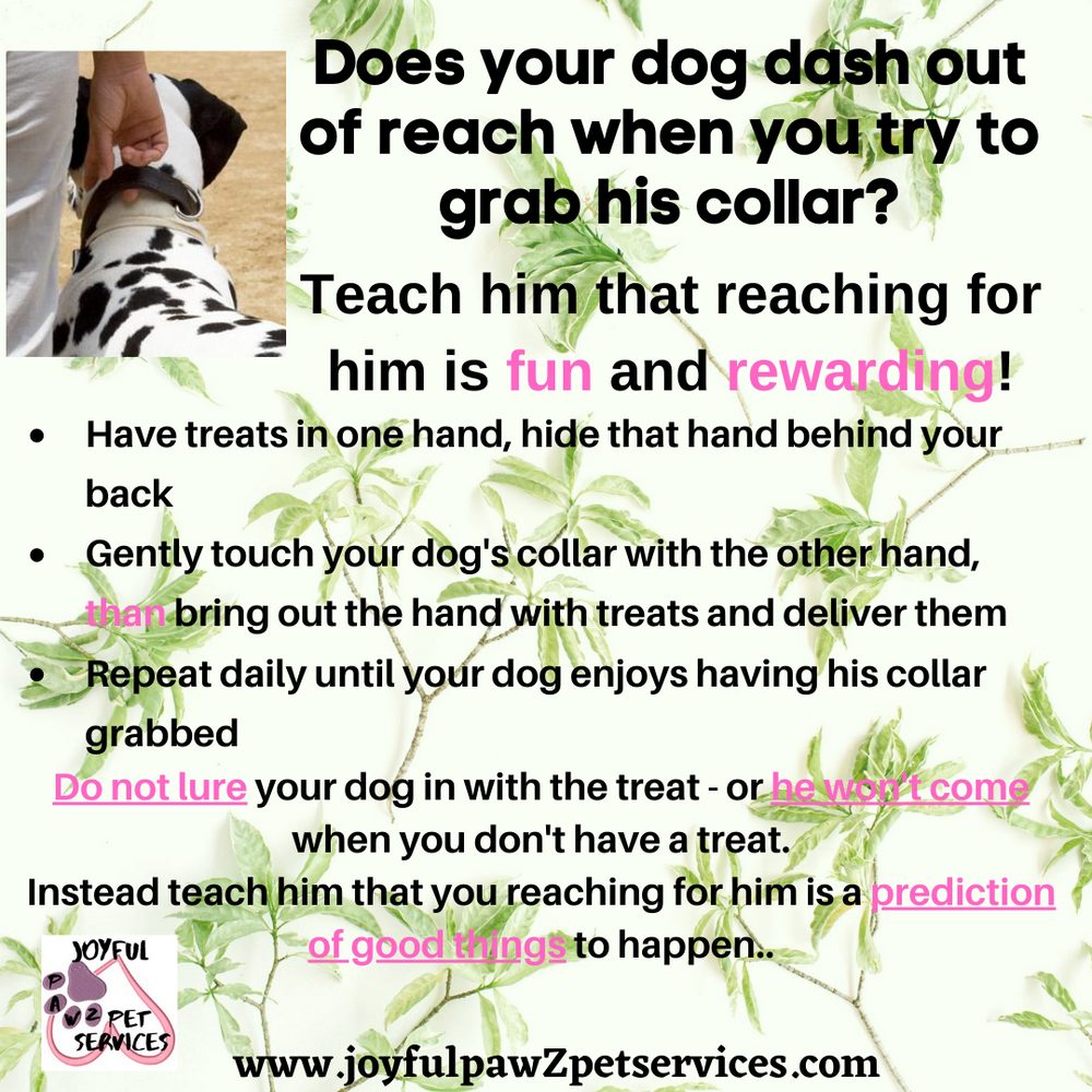 Joyful PawZ pet care tip flyer