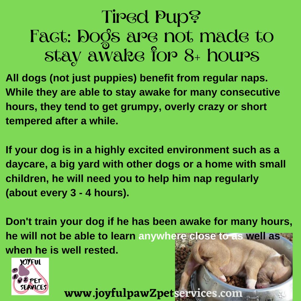 Joyful PawZ pet care tip flyer