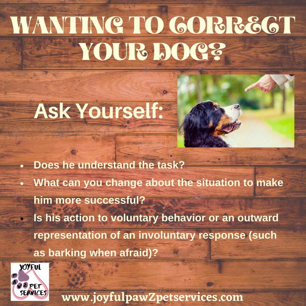 Joyful PawZ pet care tip flyer