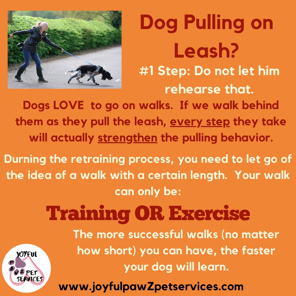 Joyful PawZ pet care tip flyer