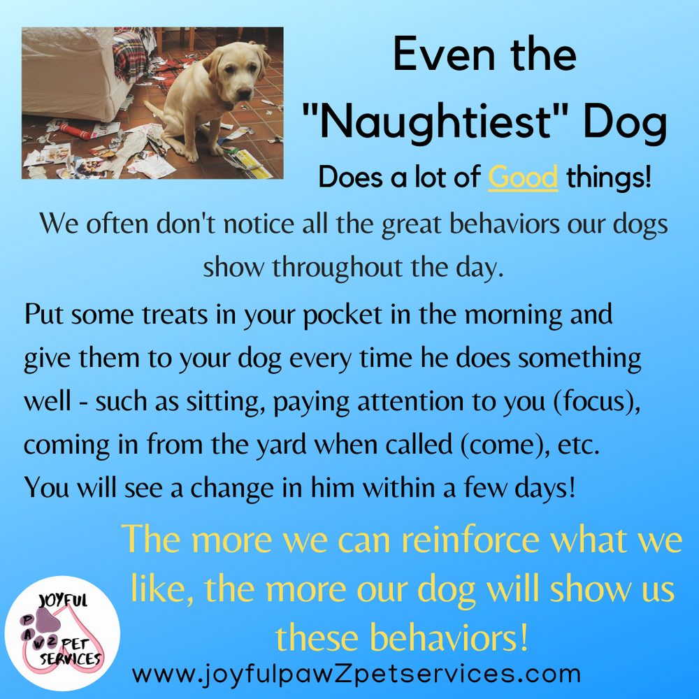 Joyful PawZ pet care tip flyer