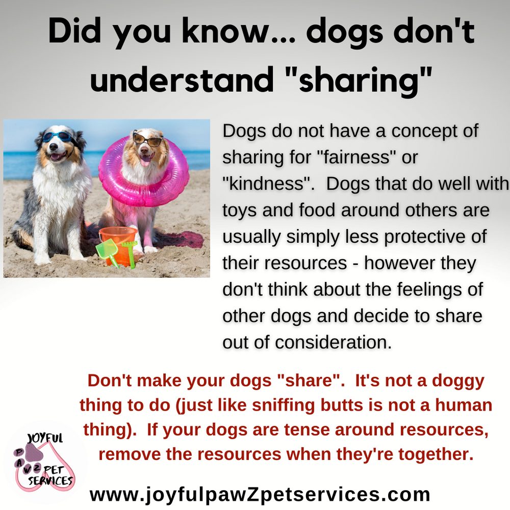 Joyful PawZ pet care tip flyer