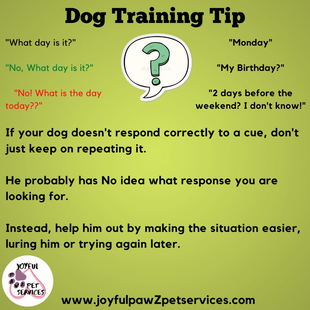 Joyful PawZ pet care tip flyer
