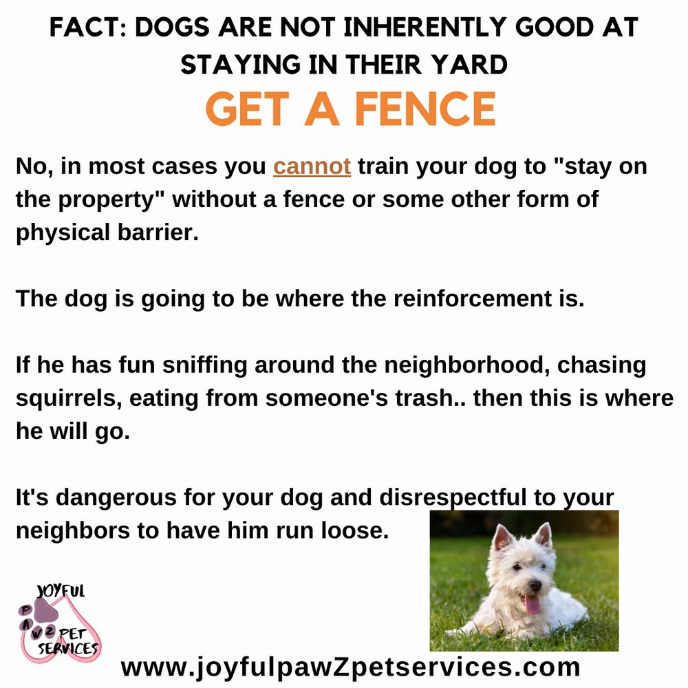 Joyful PawZ pet care tip flyer