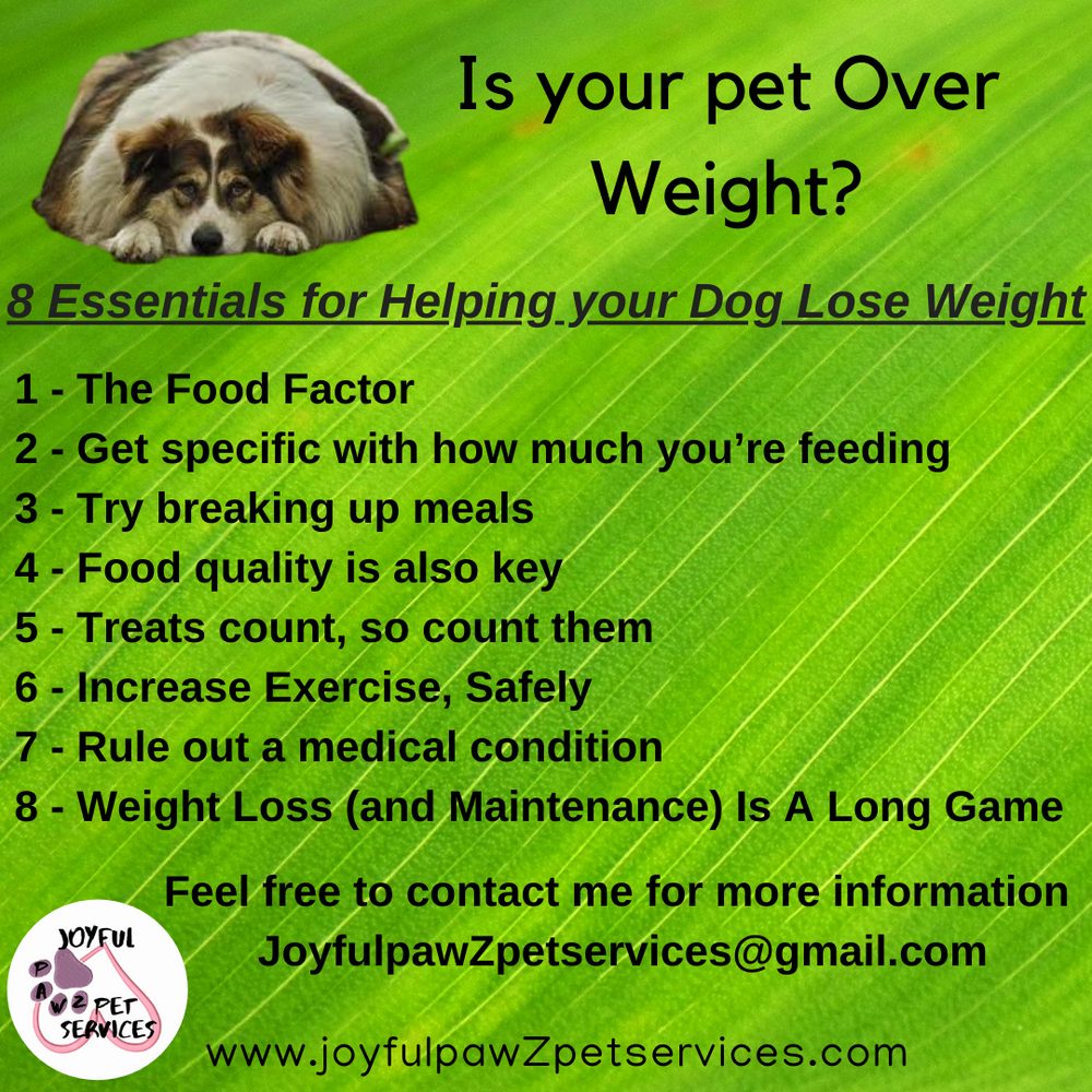 Joyful PawZ pet care tip flyer