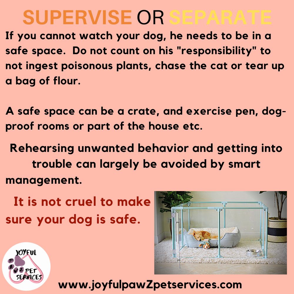 Joyful PawZ pet care tip flyer