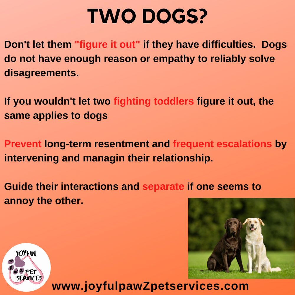 Joyful PawZ pet care tip flyer