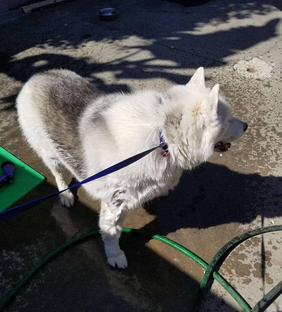 A fluffy dog enjoying a mobile grooming bath right at home