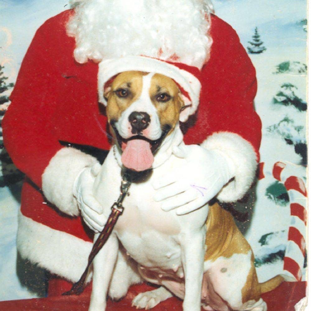 Sally the rescued pitbull, the pup that started Joyful PawZ